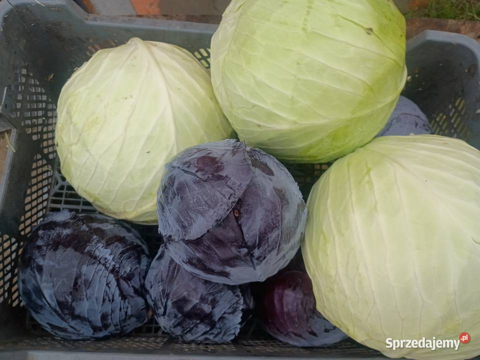 Sprzedam kapustę Włocin-Wieś