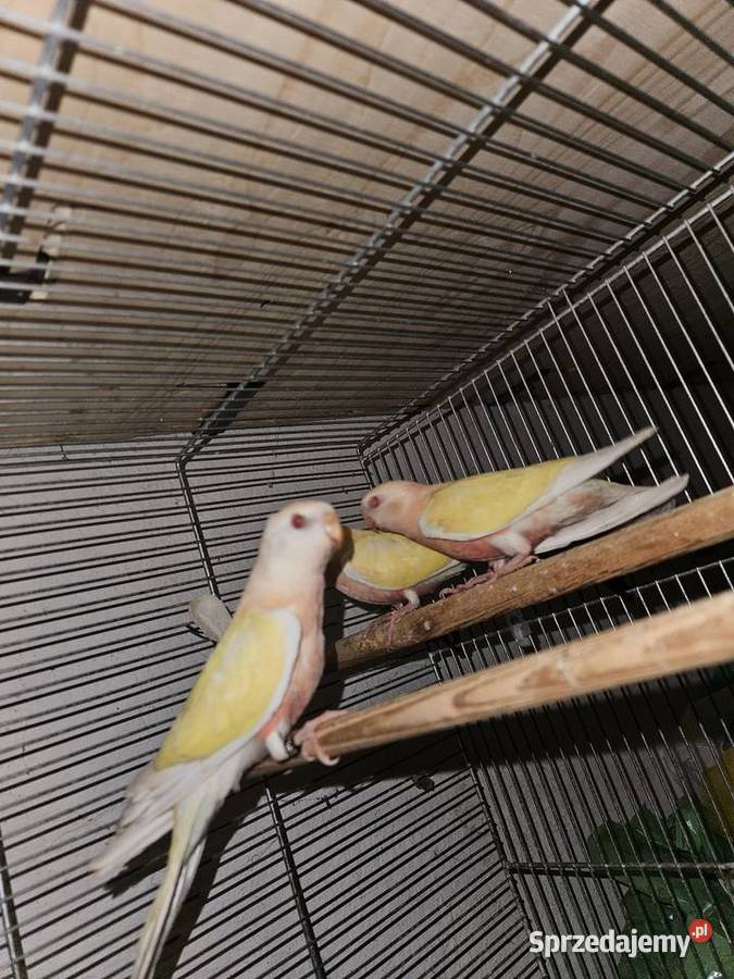 Lilianka Lutino wielkopolskie Gniezno