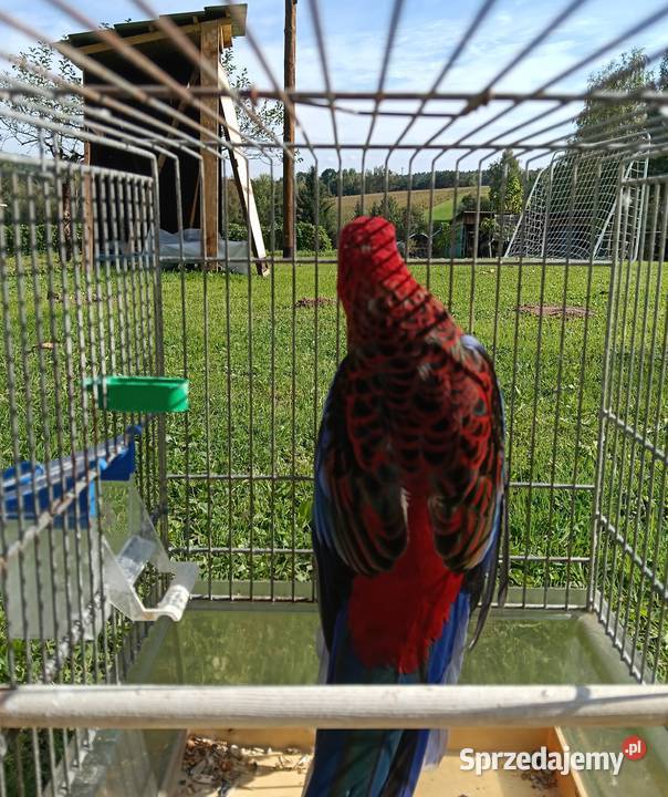 Rozelle królewskie sprzedam