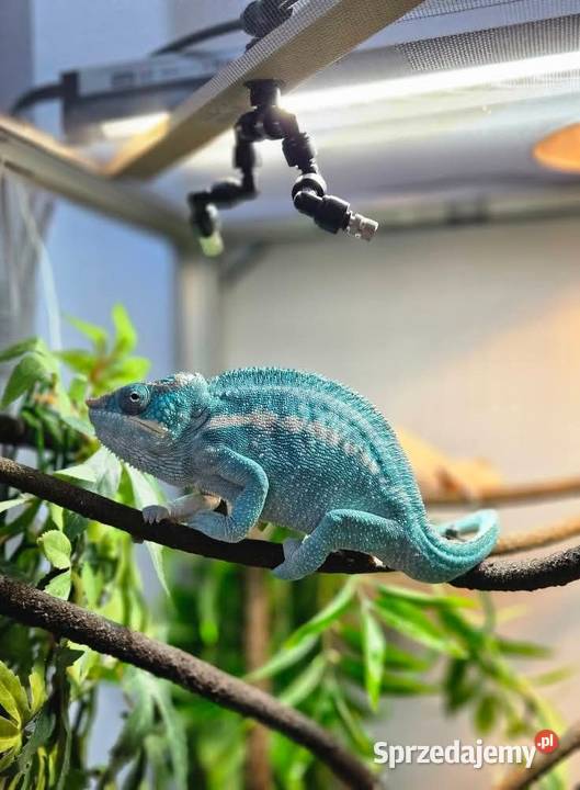 Kameleon lamparci Nosy Be True Blue Furcifer Wrocław