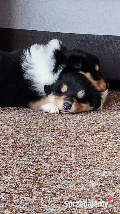 ZKwP FCI Owczarek Szkocki Collie Mińsk Mazowiecki sprzedam