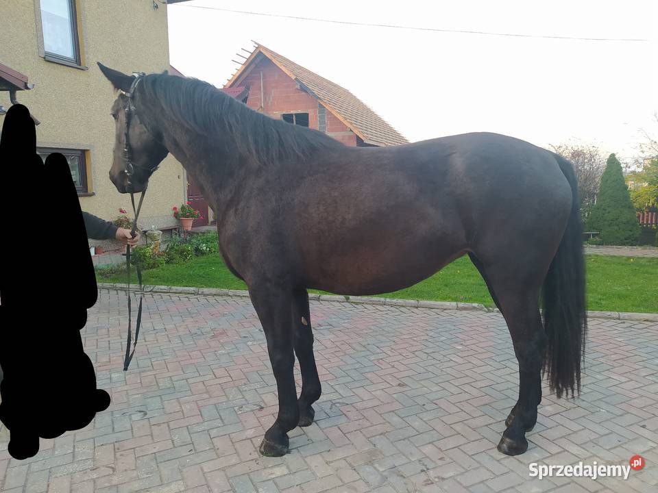 Klacz śląska źrebna śląskie Dzwonowice