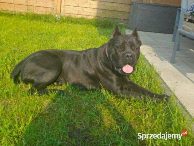Cane Corso suczka hodowlana FCI ze wschodu Kielce