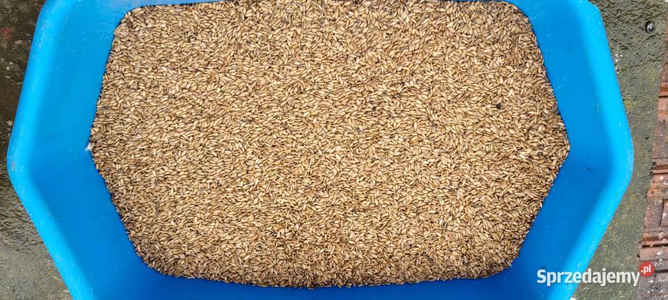 ostropest plamisty Przybysławice