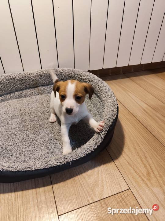 Jack Russell terrier Piątek
