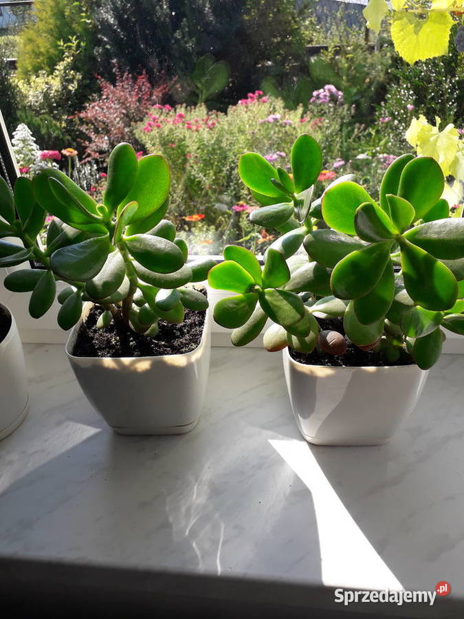 Kwiat doniczkowy grubosz drzewko szczęścia Rośliny Skoczów
