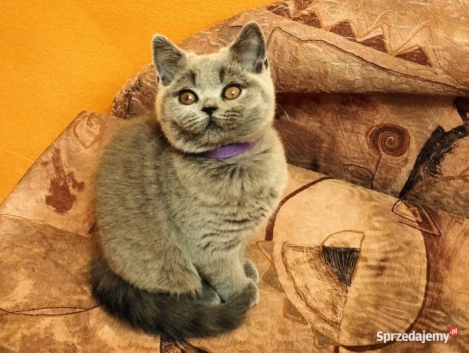 Piękne kocięta Rodowód Międzynarodowy FPL sprzedam