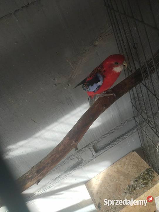 Sprzedam papugi rozelle białolice Sieczychy sprzedam