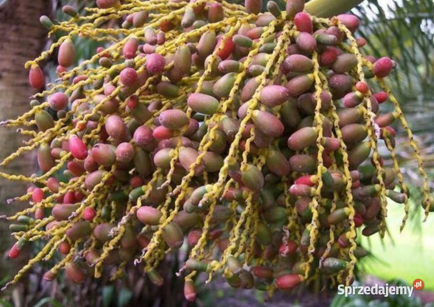 KARŁATKA NISKA Chamaerops humilis NASIONA 100g kujawsko-pomorskie Lubanie sprzedam