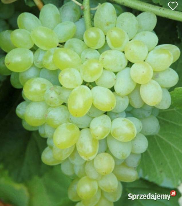 Winogron Sadzonki bezpestkowych winorośli Owocowe Owocowe Świdnik
