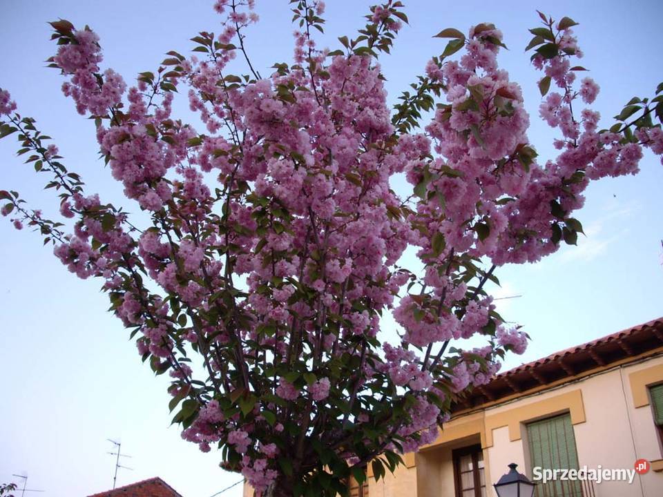 drzewa liściaste nasadzenia zastępcze solitery Ogród łódzkie