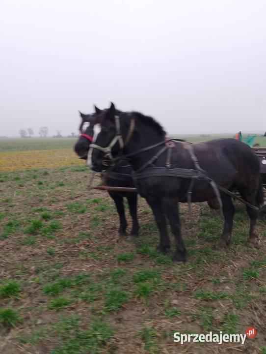 Sprzedam klacz źrebrną Konie Krotoszyn