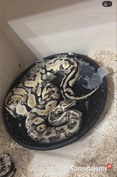 Sprzedam Pytona Królewskiego Python regius z