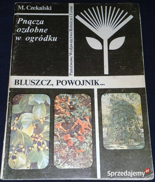 Pnącza ozdobne w domu Bluszcz powojnik miękka sprzedam