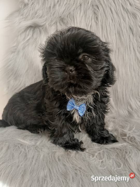 Piesek rasy ShihTzu Shih Tzu Ostrzeszów