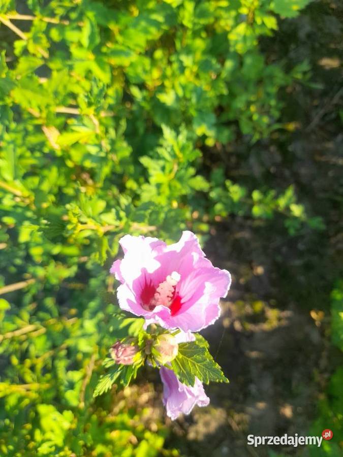 Sprzedam sadzonki hibiskusa Puławy