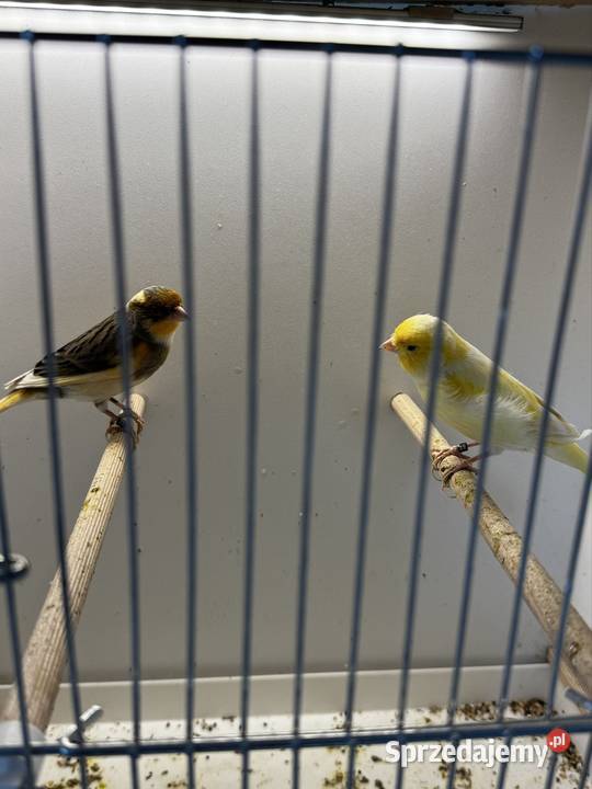 Kanarki Samce Cianowice