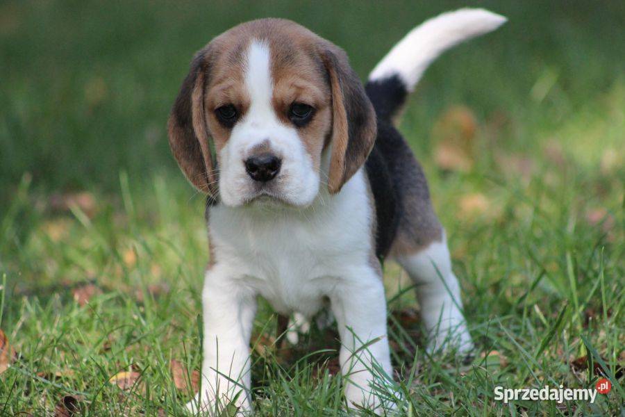 Beagle szczeniaczki ZKwP FCI Championach Aleksandria