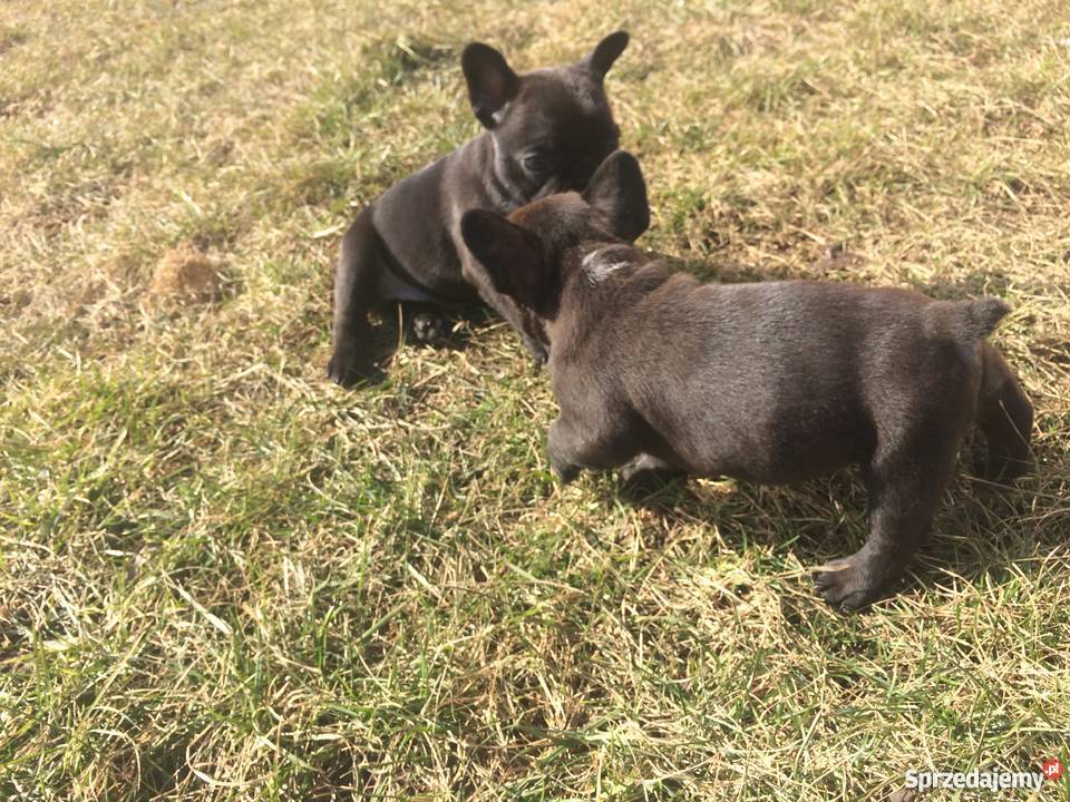 Buldog Francuski Wrocław sprzedam