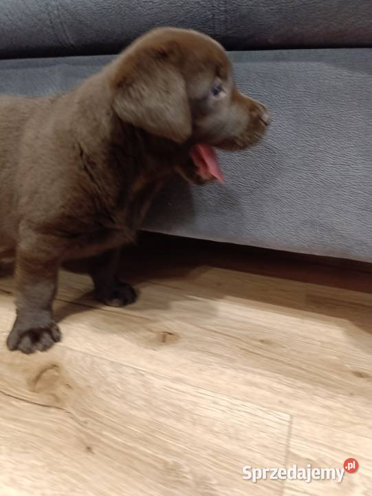 Pieski Labradora Retriever czekoladowego Tarnów