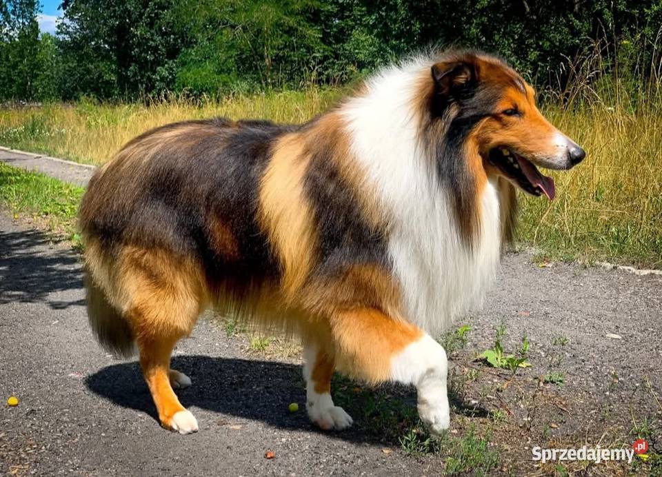Owczarek szkocki collie piesek Koźmin Wielkopolski