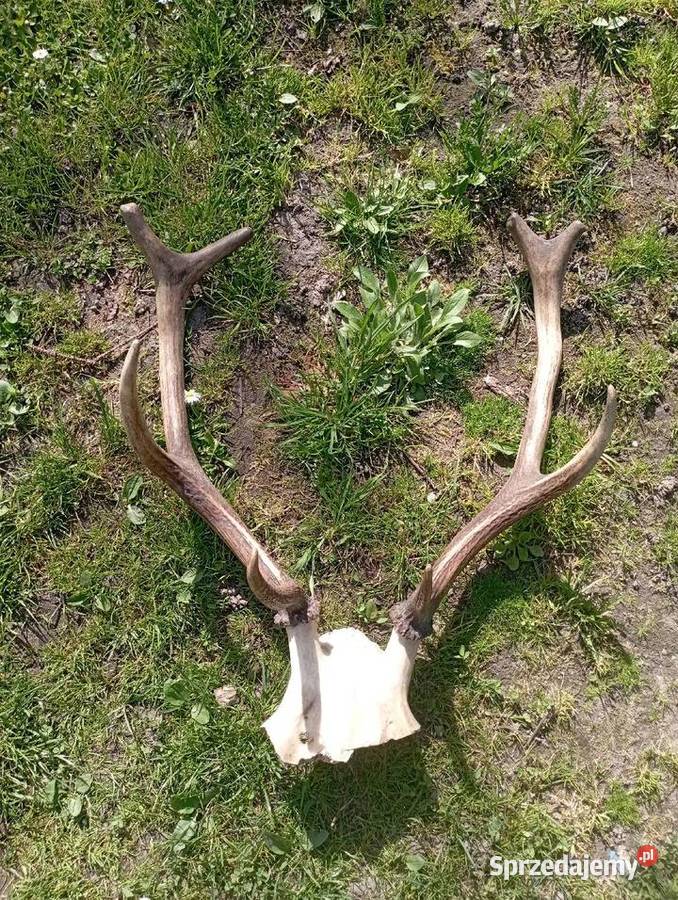 poroże jelnia Częstochowa sprzedam