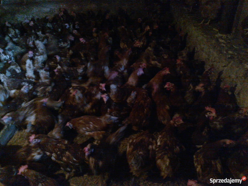 kury nioski 8miesięcy dorosłe noszą jajka detal Sobiesęki