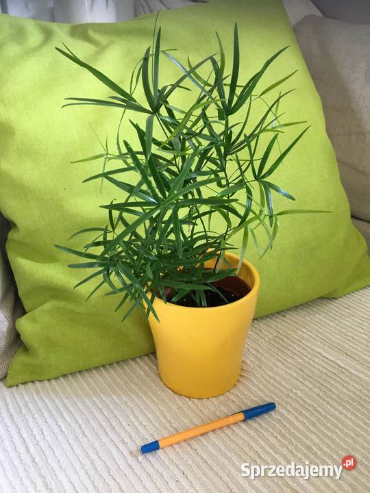 Asparagus falcatus Warszawa