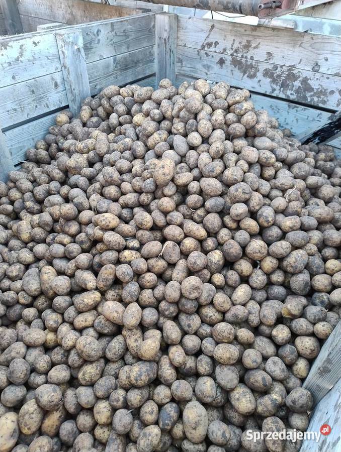 Ziemniaki bio z gospodarstwa ekologicznego Piotrków Borowski sprzedam