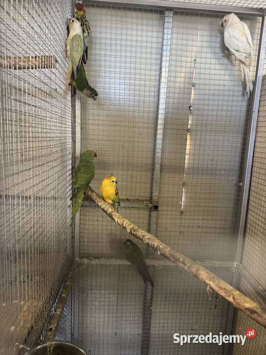 Sprzedam papugi Ptaki wielkopolskie Pawłowice