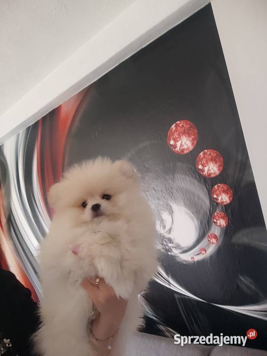 Piesek i suczka pomeraniany typ misia Szpic miniaturowy Bolesławiec