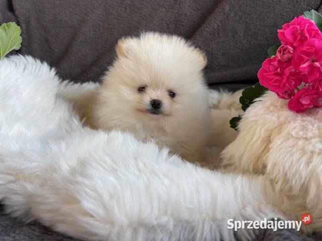 SZPIC MINIATUROWY POMERANIAN PIĘKNE DWA PIESKI mazowieckie Warszawa