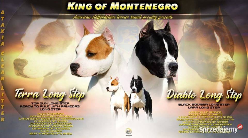 American Staffordshire Terrier szczenięta małopolskie