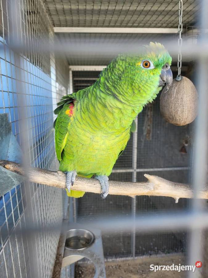 Amazonka niebieskoczelna szuka nowego domu Kleszczów