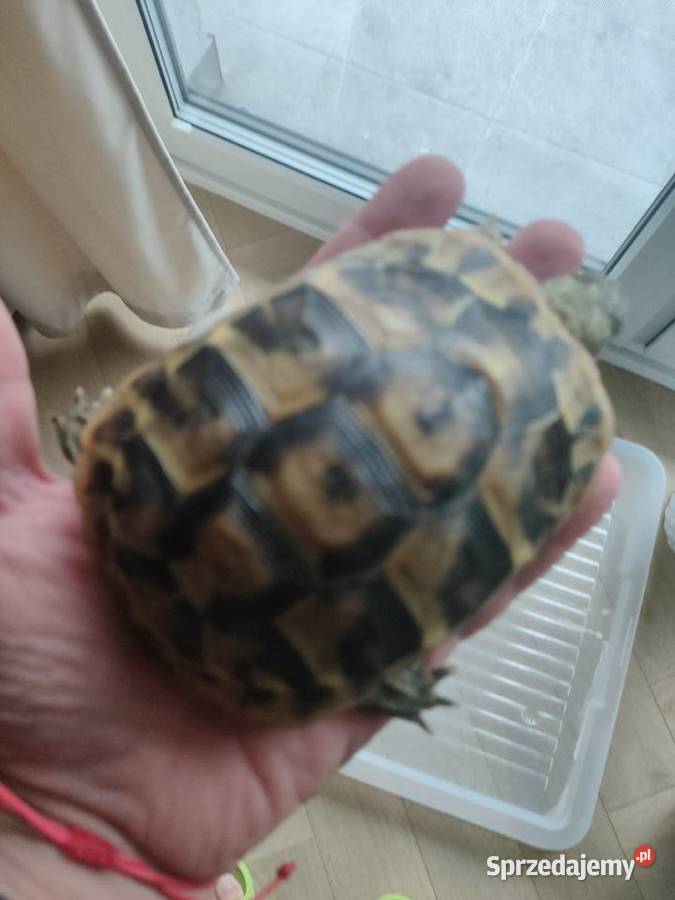 Żółw Grecki Zółw Lądowy Olsztyn