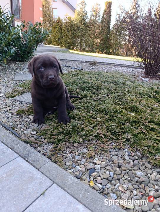 Labrador czekoladowe szczeniaczki