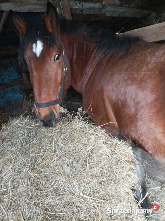25 roczny ogier zimnokrwisty Konie Bokiny