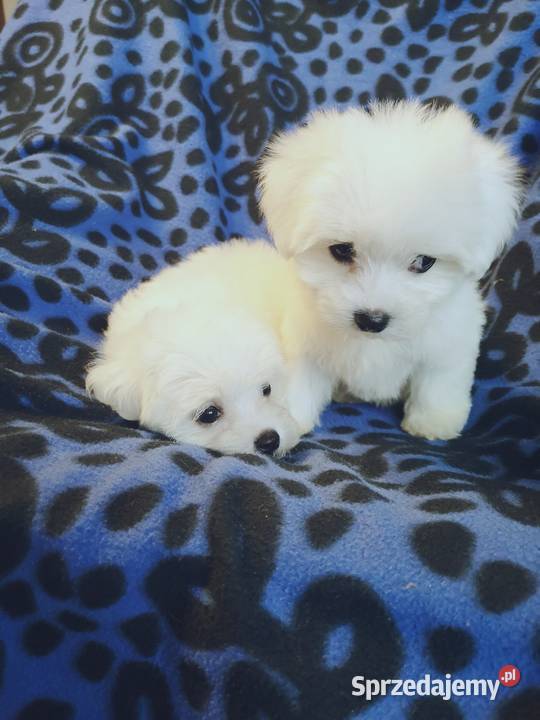 Maltanczyk Piękne Bialutkie Szczeniaczki