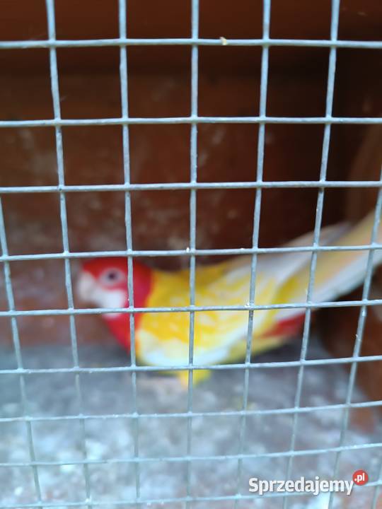 Papugi rozelle białolice Opole