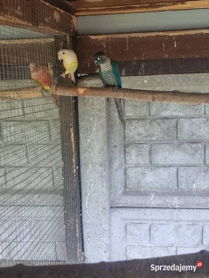 Aleksandretty rudosterki barwinki