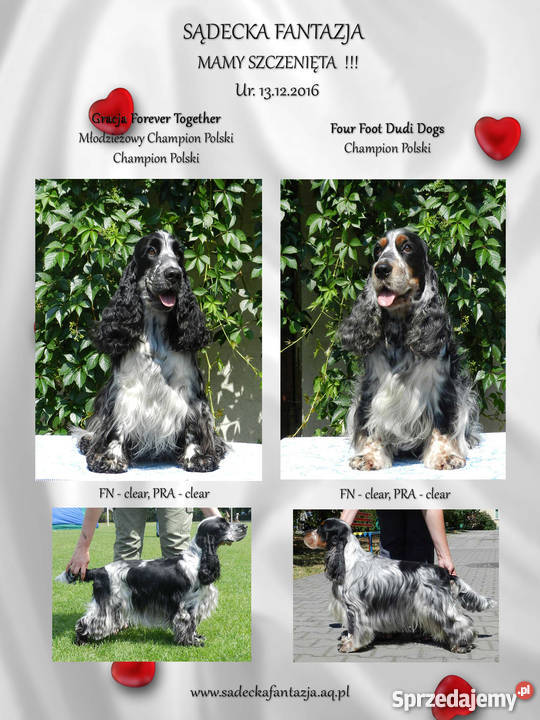 Cocker Spaniel Angielski Szczenięta z rodowodem Nowy Sącz