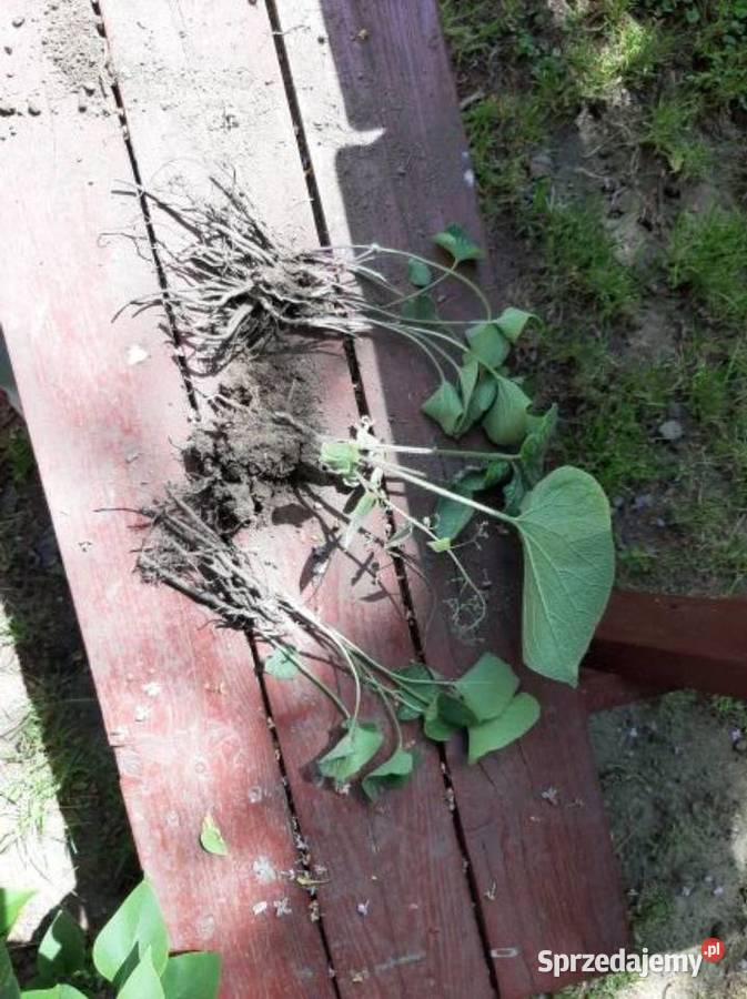 Sadzonki niebieskiej Brunery dolnośląskie Piława Górna