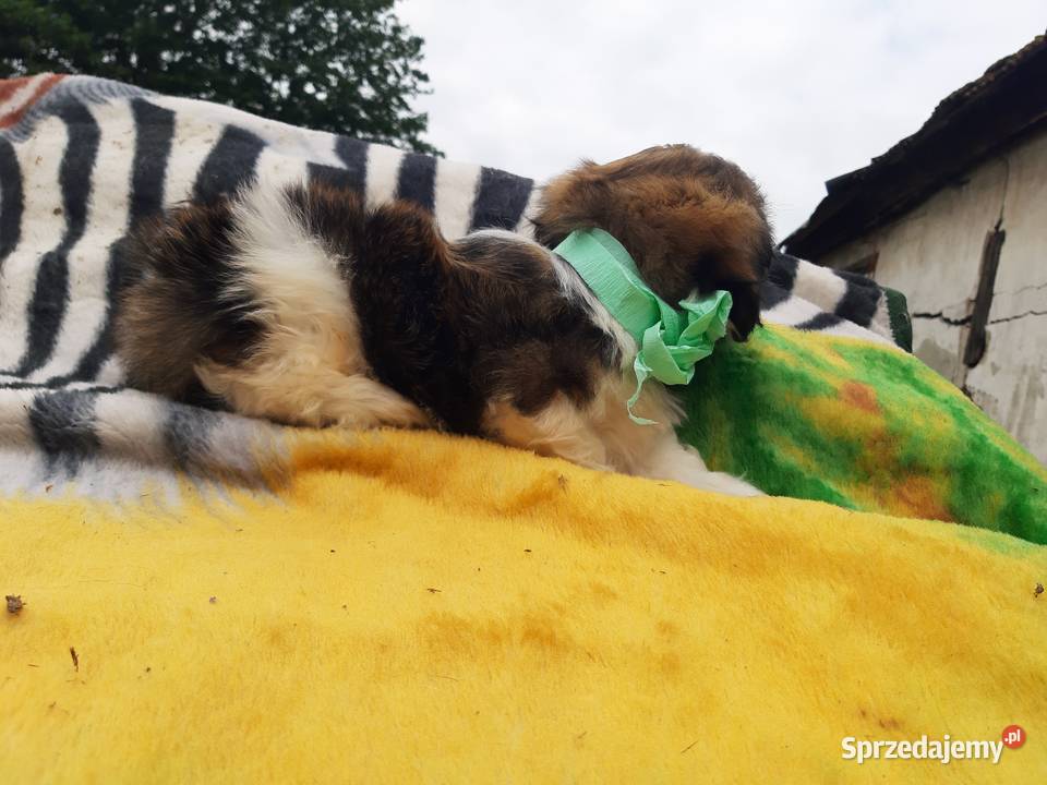 Pieski shih tzu śliczne i zadbane zachodniopomorskie Szczecinek