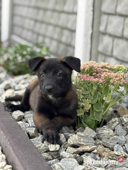 Owczarki belgijskie malinois Kielce