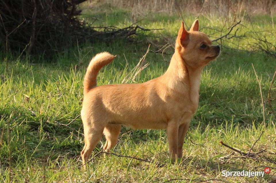 CHIHUAHUA SZCZENIĘTA Championach Rodowód FCI Wwy Duży Dół