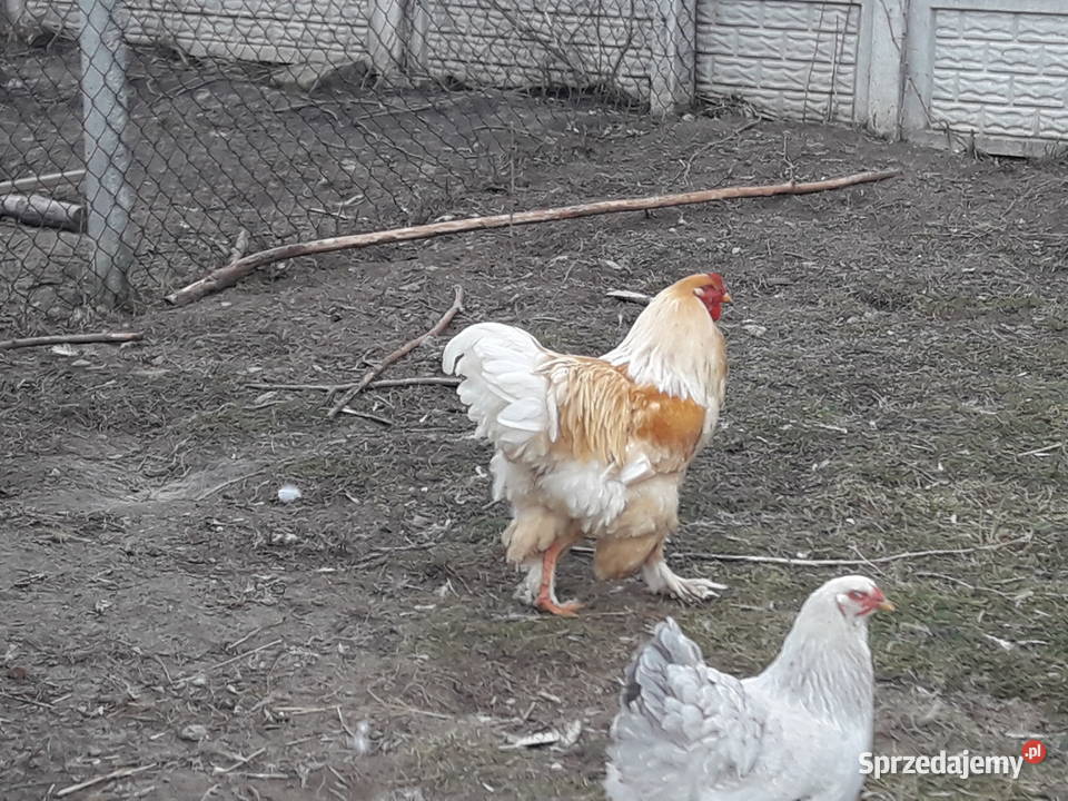 Kogut Brachma olbrzymia Lemon Pyle Ptaki Dwikozy sprzedam