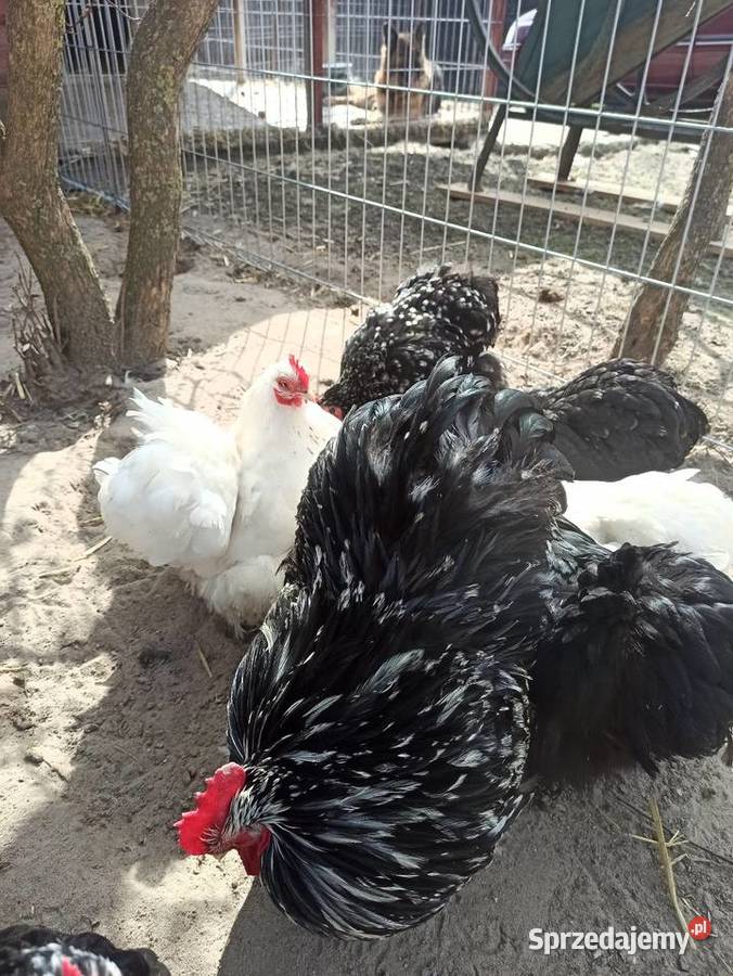 Jaja lęgowe kochin karzełek