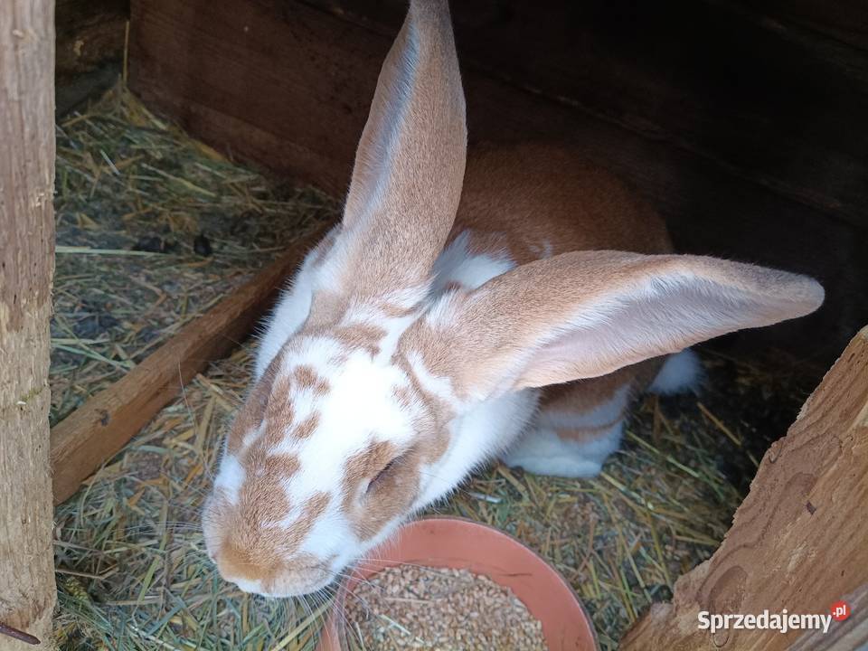 Królik Samica Słomniki sprzedam