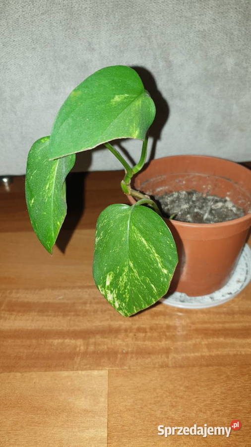 Epipremnum złociste epi Warszawa