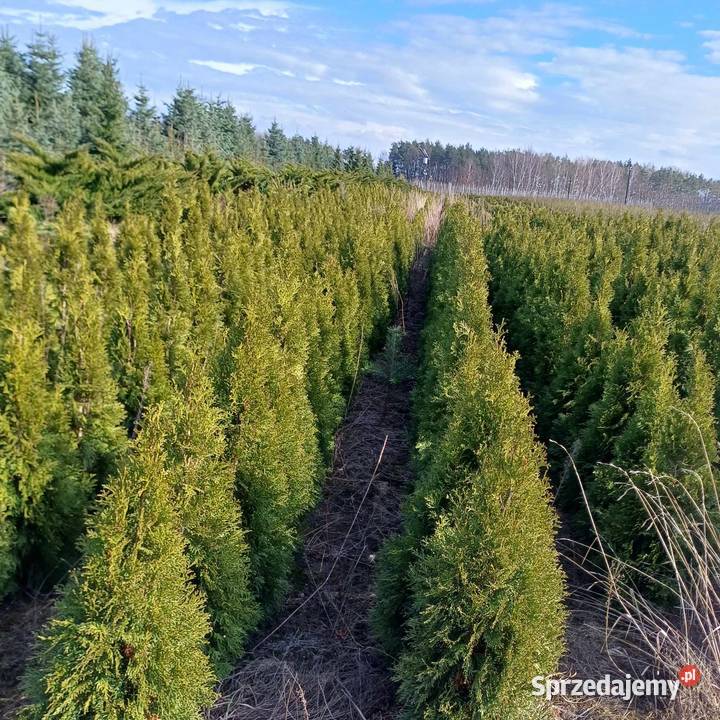 Tuja Szmaragd Thuja occidentalis Smaragd 120130 Grójec